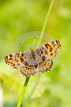 Butterfly nature animal insec photo