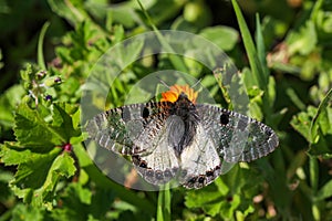 Butterfly in nature Archon apollinus, Izmir / Turkey