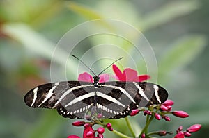 Butterfly in nature background