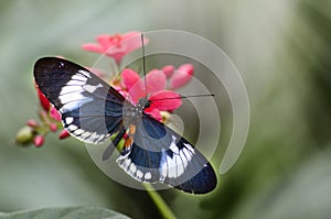 Butterfly in nature background
