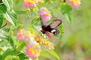 Butterfly in Nature
