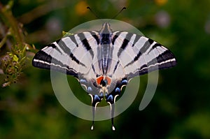 Butterfly, nature, flower, wild nature, butterflies dance, summer