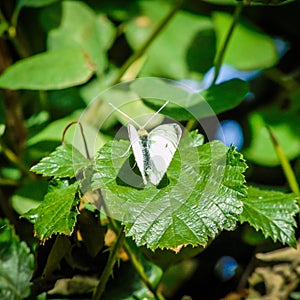 Butterfly nature leafs green upclose