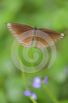 Butterfly in nature photographed macro