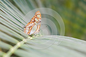 Butterfly in nature - Siproeta stelenes malachite -