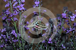 Butterfly near purple flowers