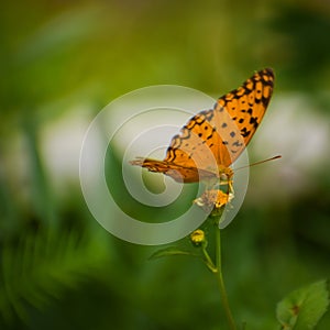 butterfly nectar on flower .