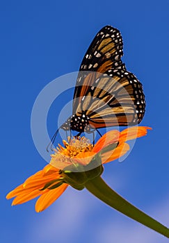 Butterfly Nectaring photo