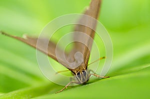 Butterfly, Neope muirheadi nagasawae, Nymphalidae in Taiwan, insect, nature photo