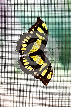 Butterfly on net