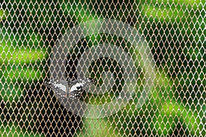 Butterfly on Netted Background