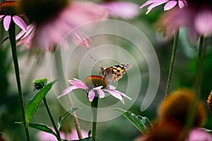 Butterfly nymphalide Admiral tastes the pink flower.