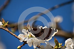 Butterfly Nymphalis antiopa on cherry blossom. White cherry blossoms in spring. Blue sky