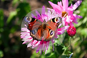 Butterfly (nymphalis io) on chrysanthemum - nature pictures