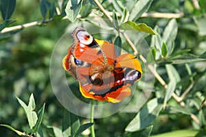 Butterfly (nymphalis io) over the poppy