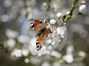 Butterfly - Nymphalis urticae