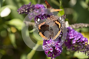Butterfly Nymphalis urticae sits on a butterfly tree ,Buddleja davidii