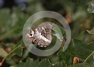 Mariposa sobre el Roble hojas 