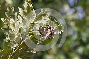 Butterfly on Oak Leaves photo