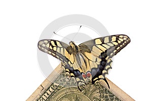 Butterfly on one dollar