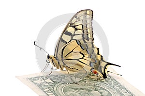 Butterfly on one dollar banknote