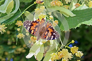 Butterfly with open wings on linden flowers close up