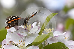 Mariposa abrir alas buscando néctar en flores de árbol de manzana. 