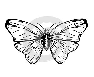 Butterfly with open wings top view, the symmetrical drawing graphics sketch. Freehand linear black ink hand drawn logo