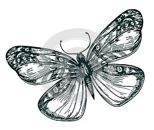 Butterfly with open wings top view, the symmetrical drawing, graphics sketch vector black and white drawing. Butterfly