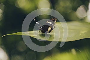 Butterfly with opened wings on a green leaf