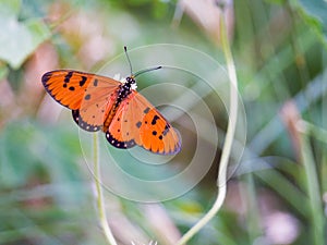 Butterfly Orange Black find nectar on flower of grass.