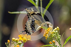 Butterfly with Orange flower