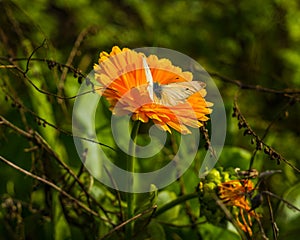 Butterfly on a orange flower in the meadow in oktober