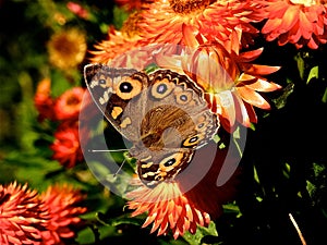 Butterfly on orange flowers