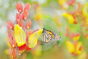 Butterfly in orange flowers. Monarch, Danaus plexippus, butterfly in nature habitat. Nice insect from Mexico. Art view of nature.