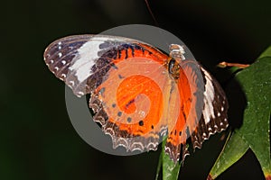 Butterfly - Orange Lacewing - Cethosia penthesilea