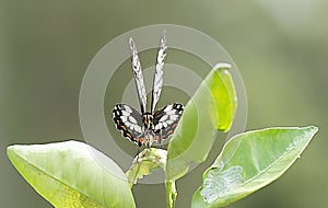 Butterfly on Orange Tree Leaf