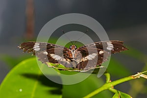 Butterfly - Orchard Swallowtail - Papilio aegeus