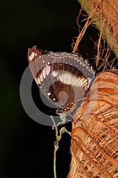 Butterfly - Orchard Swallowtail - Papilio aegeus