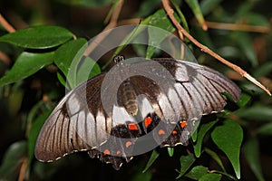 Butterfly - Orchard Swallowtail - Papilio aegeus