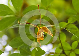 Butterfly Orchid