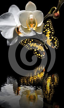 The butterfly on an orchid