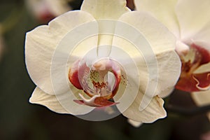 Butterfly Orchid