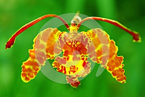 Psychopsis Orchid