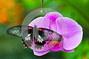 Mariposa sobre el orquídea 
