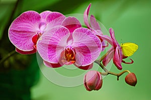 Butterfly on Orchid