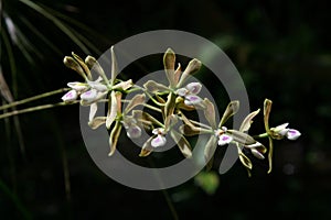 Butterfly Orchid - Encyclia tampensis - in bloom in Fakahatchee Strand, Florida.