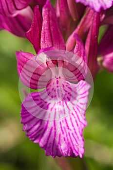 Butterfly orchid flower detail - Anacamptis papilionacea