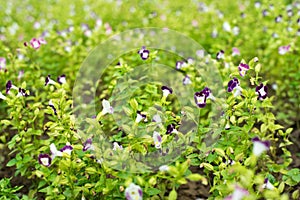 Butterfly orchid flowers plant with green leaf