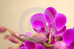 butterfly orchid moth orchid flower closeup shot